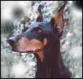 Dobermann by Iain-James Hinde