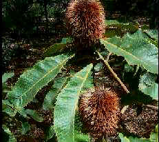 Banksia