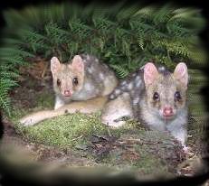 Eastern Quolls