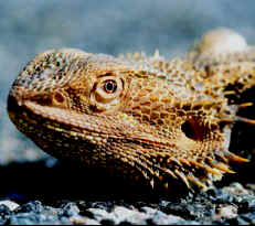 Bearded Dragon, Northern Territory