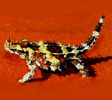 Desert Devil, Northern Territory