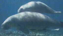 Dugong