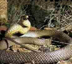 Eastern Brown Snake - fast moving, and aggressive.