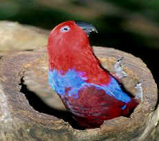 Eclectus Parrot nesting in log