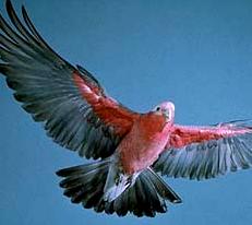 Galah - Western Australia