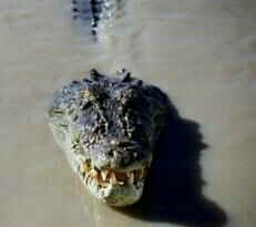 Man eater!  Darwin, Northern Territory