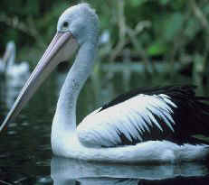 Pelican