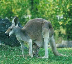 Kangaroo with joey