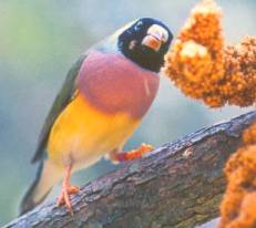 Tropical Gouldian Finch