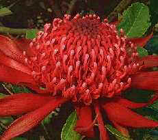 The Waratah Flower