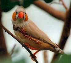 Zebra Finch