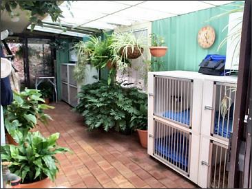 My grooming room in the dogs sleep area