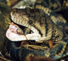 Amethystine Python having a meal!