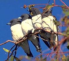 White-breasted Wood Swallow