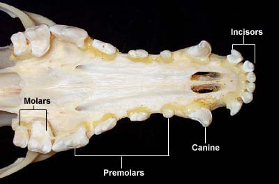 Maxillary Arcade