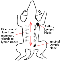 Mammary Cancer in Dogs