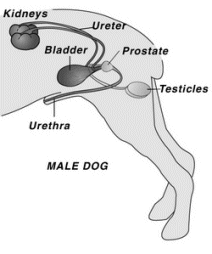 CANINE PROSTATIC DISEASE