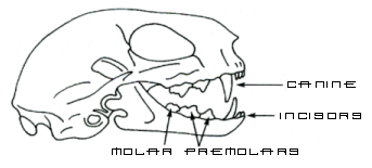 Canine Teeth Development