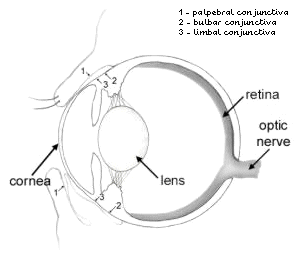 Dry Eye in Dogs