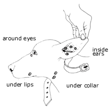 img source: modified from Everydog (1983) Rowan Blogg and Eric Allan, Methuen Aust, illustrations by John Salter