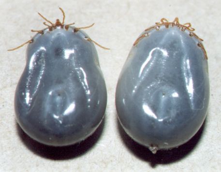 tick suspected of being Ixodes fecialis; taken from Rattus sp; source NF, 2000